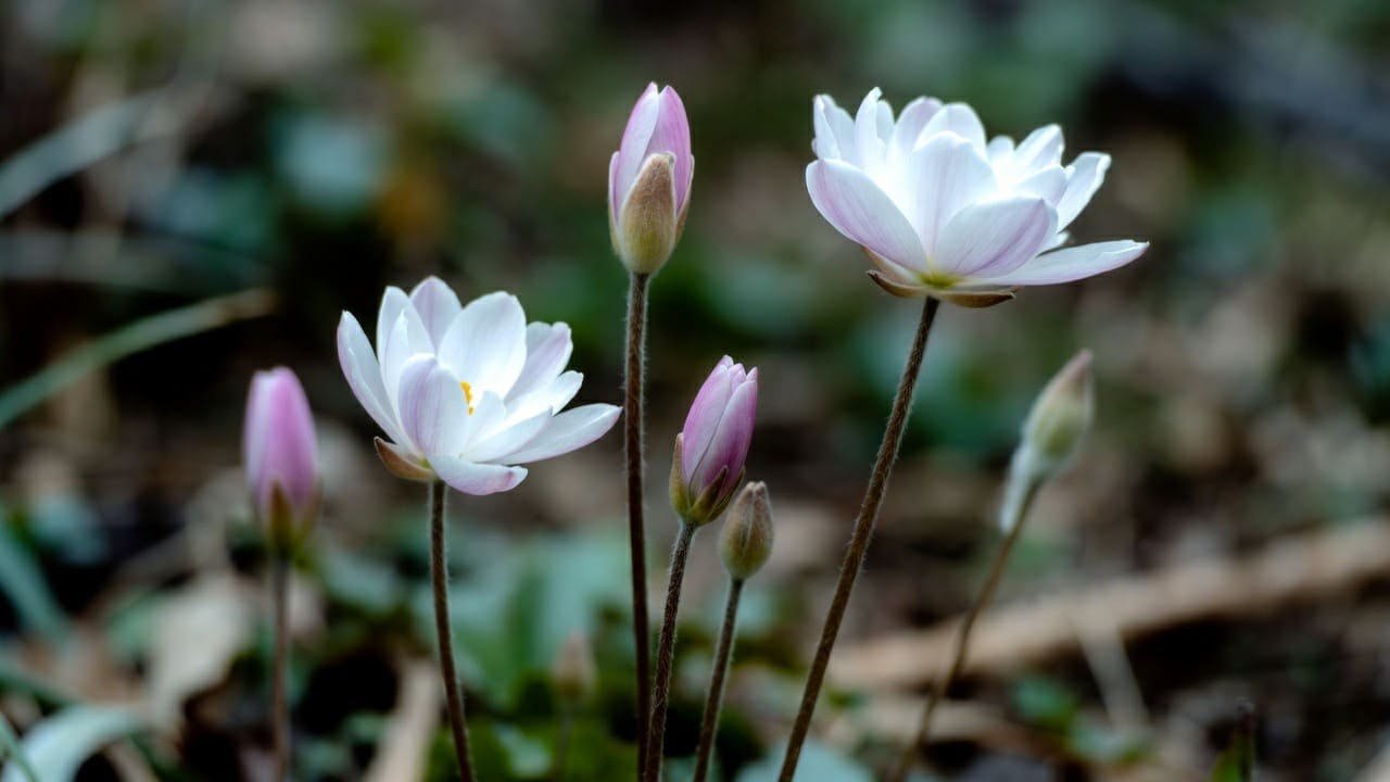 Emprender desde casa España – oportunidad negocio desde casa y salud natural